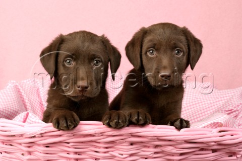 Two brown Labradors in pink basket DP485