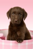 Brown Labrador pup in pink bed (DP486)