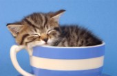 Kitten in tea cup (ck157)
