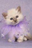 White kitten with purple scarf (CK361)