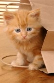 Ginger cat in paper bag (ck160)