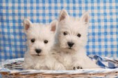 Two white Highland Terriers in basket (dp335)