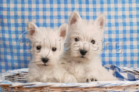 Two white Highland Terriers in basket dp335