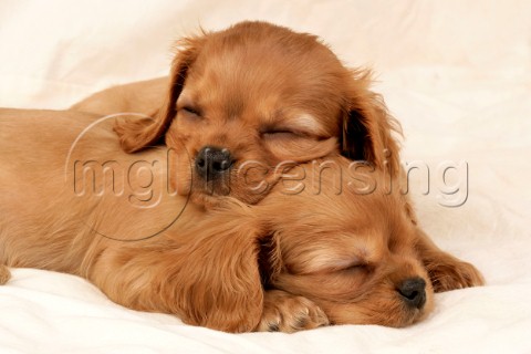 Two brown dogs sleeping dp359