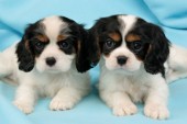 Two King Charles Spaniel pups (dp372)