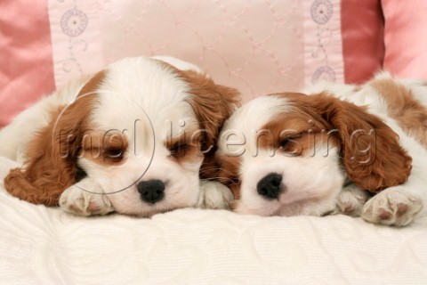 Two sleeping pups dp393