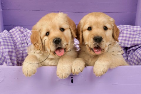 Two Retriever pups in drawer DP450
