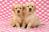 Two Retriever Pups on heart background (DP451)