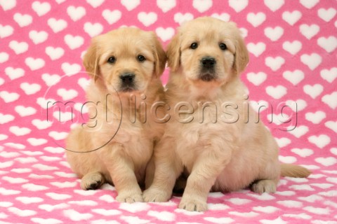 Two Retriever Pups on heart background DP451