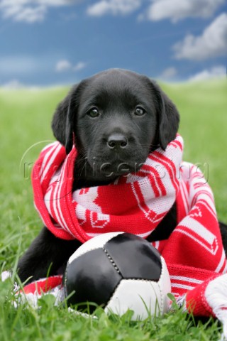 Pup scarf and football DP448