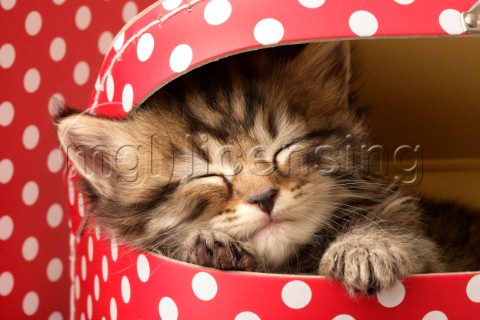 Kitten in red box CK380