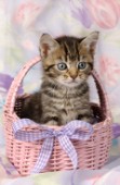 Kitten in pink basket (A293)