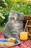 Grey kitten picnic (CK121)
