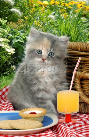 Grey kitten picnic CK121
