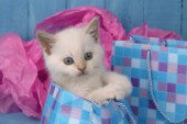 White kitten in bag (CK223)
