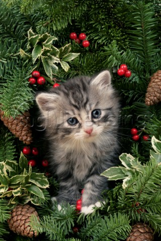 Cat in Christmas tree C559