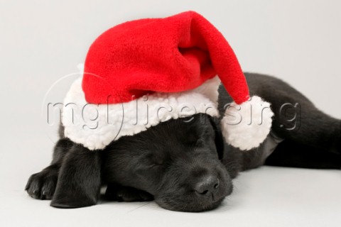 Sleeping Santa dog C561
