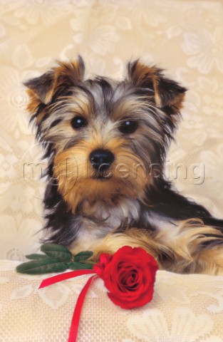 Pup and rose A142