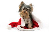 Pup in Santa hat (C562)