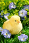 Easter chick (EA518)