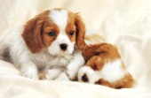 Two Spaniels (A276)