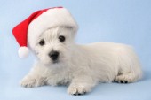 Christmas pup (C563)
