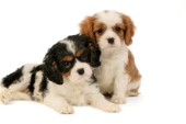 Two Spaniel pups (DP459)