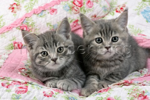 Two grey kittens on floral quilt CK346