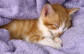 Ginger kit sleeping on mauvre blanket (CK102)