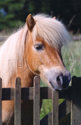 Horse at fence A239