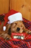 Brown pup in Santa hat (A219)