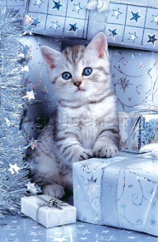 Kitten and Christmas presents A215