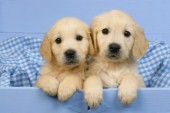 Golden Retriever pups in blue drawer (DP493)