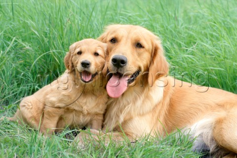 Retriever and pup on grass DP549