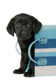 Black pup in blue striped bag (DP447)