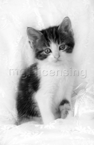 Black and white kitten on quilt CK127