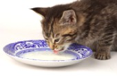 Kitten drinking milk (CK191)