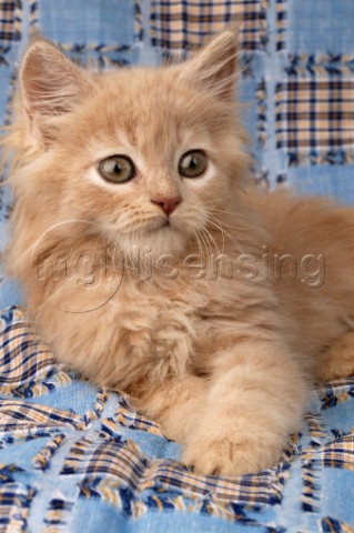 Kitten on patchwork quilt CK232