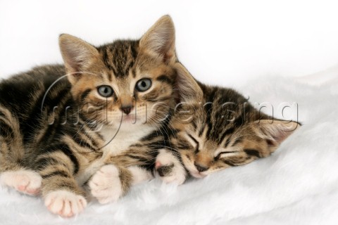 Two kittens one sleeping CK304