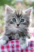 Grey kitten on pink gingham (CK351)