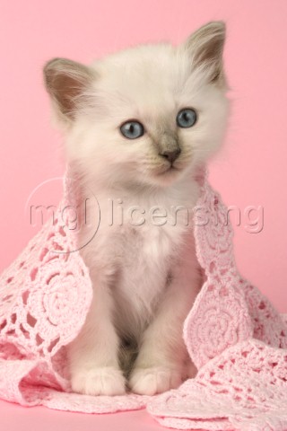 White kitten and pink lace CK363