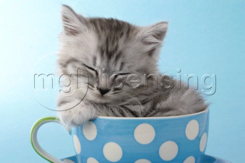 Grey kitten in blue spotted cup CK377