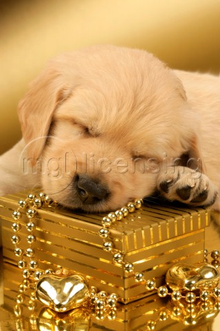 Sleeping lab pup on gold box C554