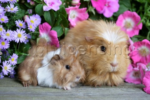 Two guinea pigs GP106