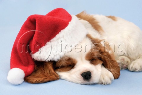 Dog with Christmas hat C569