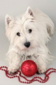 Dog with Christmas ball (C570)