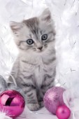 Cat with Christmas balls (C568)