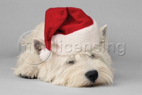 Highland dog with hat C542