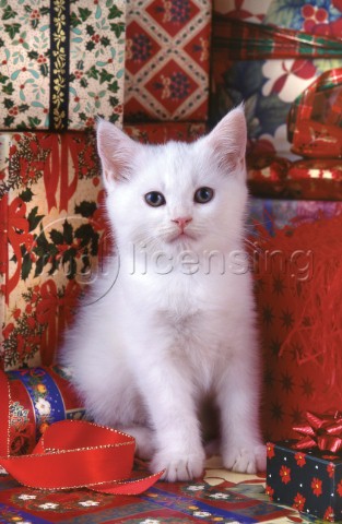 White cat with presents C520