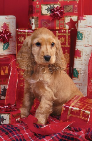 Cocker Spaniel with presents A218